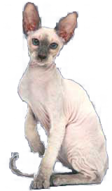 cat image