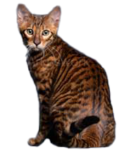 cat image