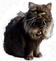 cat image