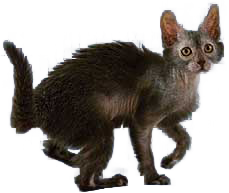 cat image