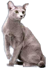 cat image