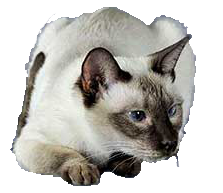 cat image