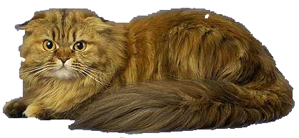 cat image