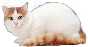 cat image
