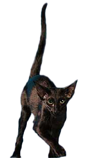 cat image
