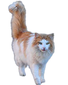 cat image