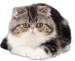 cat image