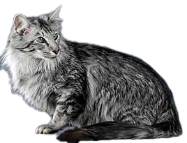 cat image
