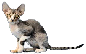 cat image