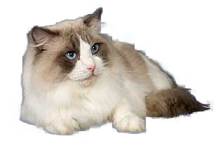 cat image