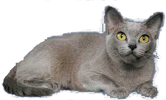 cat image