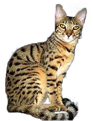 cat image