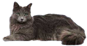 cat image