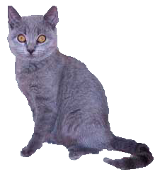 cat image