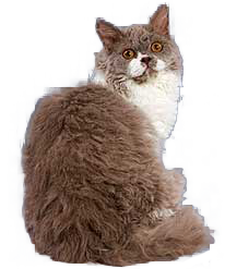 cat image