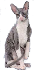 cat image