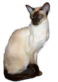 cat image