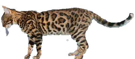 cat image