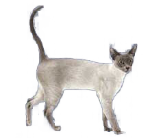 cat image