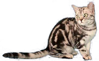 cat image