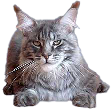 cat image